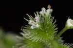 Canadian blacksnakeroot